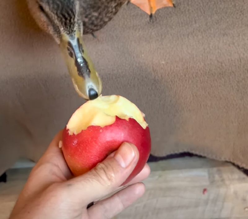 Ducks eat Apple